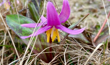 Десять самых первых весенних цветов. Ключики весны