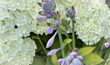 Я тоже наступала на эти грабли. Обрезку кустарников нужно проводить своевременно! Что стоит обрезать ранней весной, а обрезку чего отложить до осени