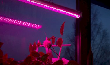 Как поддержать рассаду на подоконнике в условиях короткого светового дня