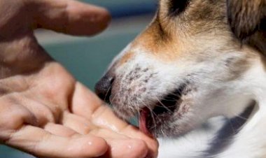 Почему моя собака лижет меня или себя? 5 возможных причин