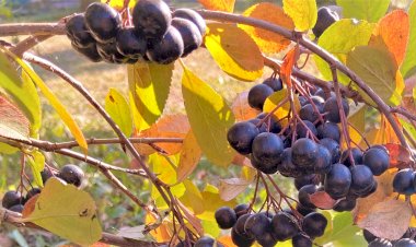 Пирог на красном вине с лёгким вкусом глинтвейна