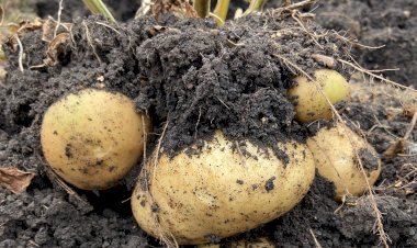 Всего один приём позволил получить с 0,8 сотки земли 32 ведра картофеля