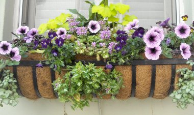 Цветущий балкон. Что и как можно выращивать на балконе, чтобы не нарваться на штраф
