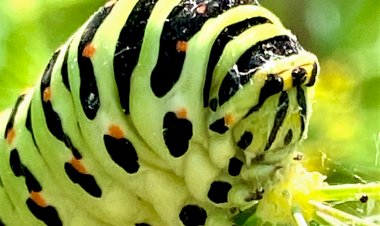 Метаморфозы. Кажется, я знаю, с кого рисовали "Чужого"