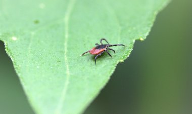 Обрабатываю участок от клещей как только сойдёт снег. Рассказываю, когда и чем обрабатываю кустарники и деревья весной в первую очередь