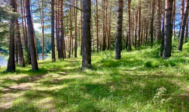 У Вас растут на участке хвойные деревья? Если нет, весной отправляйтесь в лес и наберите хвойного опада. Зачем? Расскажу