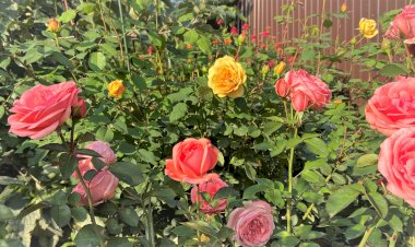 Как добиться взаимности от Томаса Грэхама. Райдер английской розы