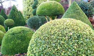 Обрезка в виде шара: какие растения для этого подходят? Как обрезать культуры