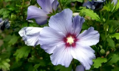 Обрезка гибискуса: сорта и способы обработки. В каком месяце лучше обрезать