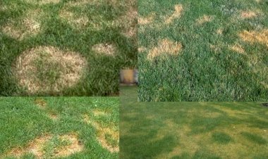 Почему газон местами желтеет зимой? Быстрые и эффективные средства защиты