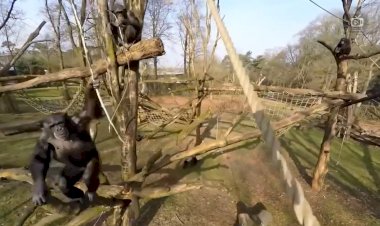 Животные против дронов