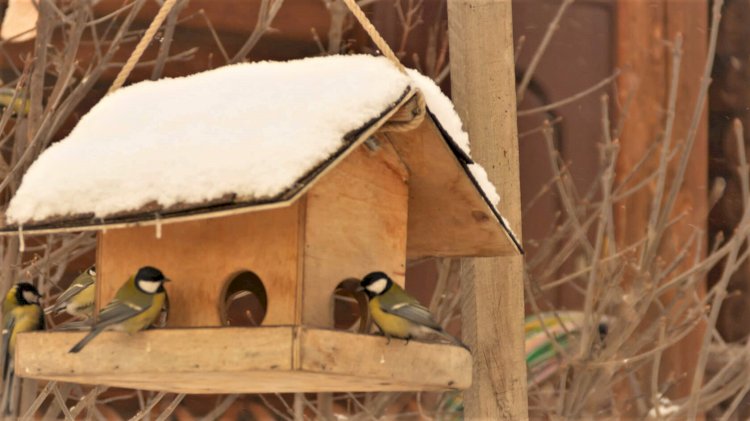 Чем можно и чем нельзя подкармливать птиц зимой и в какую сумму ежемесячно обходится содержание птичьей столовой