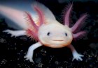 Аксолотли доказывают, что инфантилизм - не всегда плохо