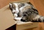 Почему кошки так сильно любят пакеты и коробки