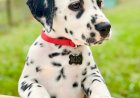 Далматинцы: больше, чем просто пятнистая собака