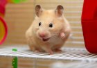 Малоизвестные особенности хомяков, которые удивляют многих владельцев