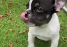 Французский бульдожка хочет играть