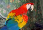 5 самых умных пород попугаев: какие птицы наиболее легко обучаемы