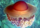 Удивительные существа планеты: медуза в виде жаренного яйца