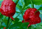 Выращивание самого острого перца в мире Carolina Reaper Red