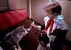 Котики в кино: злодеи или моралисты?