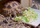 Как составить рацион для домашней сухопутной черепахи, чем ее кормить можно, а чем нельзя