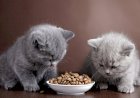 Чем кормить котенка британской породы