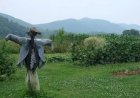 Мистический рассказ про огородное пугало