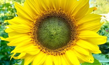 Посеянные в открытый грунт эти однолетники догоняют и перегоняют рассаду и цветут на две-три недели дольше