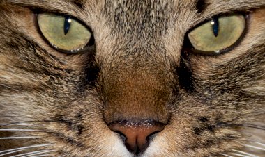 Премудрости от курильского бобтейла. Фраза дня: Делать ей было совершенно нечего, а сидеть без дела, сами знаете, дело нелегкое...