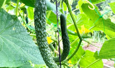 Обязателен к посадке в предстоящем сезоне! Сочный, хрустящий и без горечи. Одного огурчика на салат достаточно