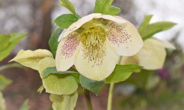 Цветы для тенистого сада. Морозник кавказский