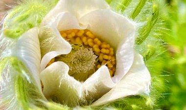 Цветы, занесённые в Красную книгу. Сон-трава.