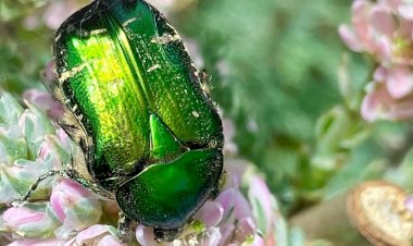 Растения, подверженные нападению бронзовок и как с этим бороться. Правда ли, что жук предпочитает белые цветы?