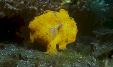 Невероятная жизнь существ на дне океана