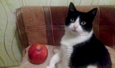 "Звериные" демотиваторы