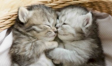 Смешные коты. Зачем кот спинер крутит.