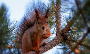 Прицел 120 трубка 15... Белка кидается снежками