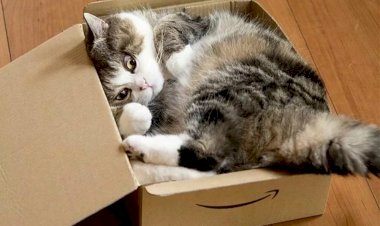Почему кошки так сильно любят пакеты и коробки