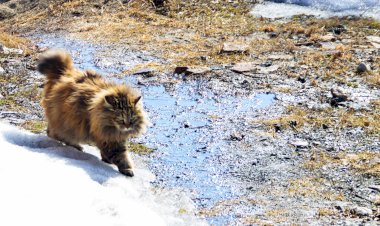 Курильский бобтейл. Знакомство с породой