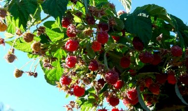 Какое удобрение для малины использовать для получения крупных и полезных плодов? Когда его применять