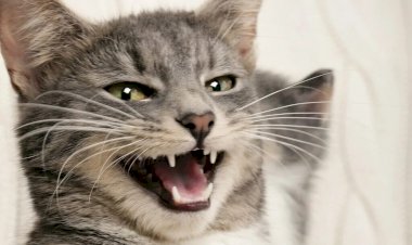 Кошка мяукает по ночам: в чем может быть причина и как ее успокоить