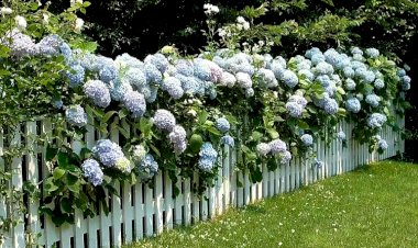 Какие вьющиеся растения подходят для красивого озеленения забора? 5 видов супер-деко