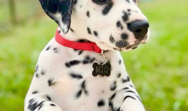Далматинцы: больше, чем просто пятнистая собака