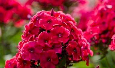 Какие цветы посадить на солнечном месте, чтобы сделать сад еще более живописным – несколько удачных вариантов