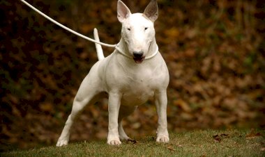 5 самых потенциально опасных для человека пород собак