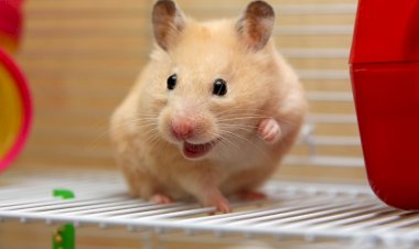 Малоизвестные особенности хомяков, которые удивляют многих владельцев