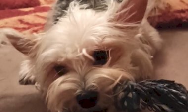 Самый злой йорк