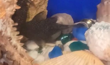 Сомики аквариумные борьба за ракушку