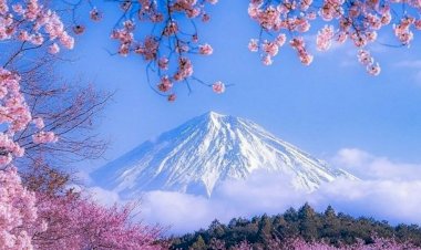 7 удивительных фактов о цветущей сакуре